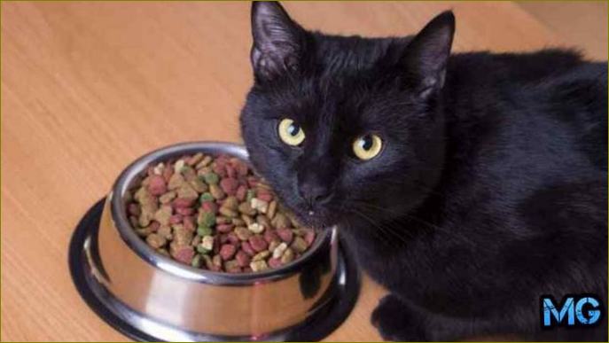 Класация на най-добрата суха храна за кастрирани котки според ветеринарите с качество и естествен състав