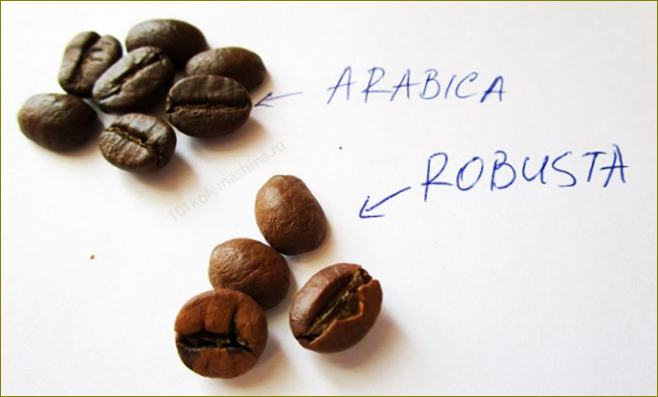 Арабика и робуста: сравнение на зърната, разлики