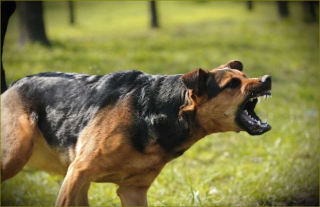 Опасност от бесни кучета