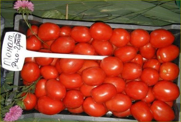 Най-добрите мариновани домати