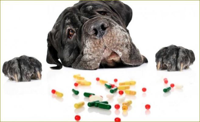 Топ витамини за кучета