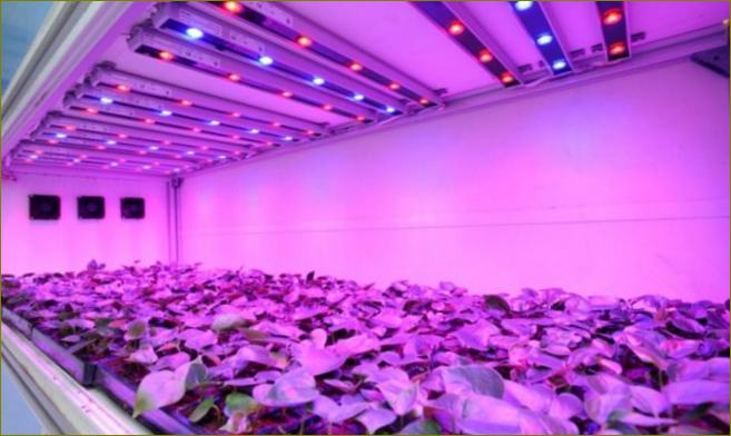 Лампите ускоряват фотосинтезата в листата на растенията, като подпомагат растежа и развитието им