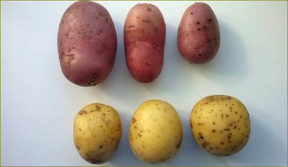 Сортове картофи Rodrigo и Gala
