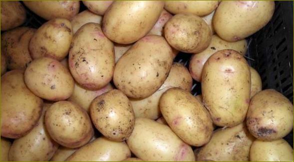 Посадъчен материал за картофи