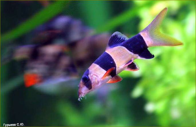 Риба клоун Botia (Botia macracanthus), снимка на рибата