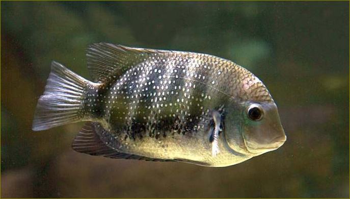 Тилапия бутикофери (Tilapia buttikoferi), снимка на агресивна риба