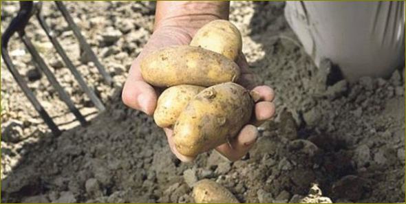 Добивни сортове картофи