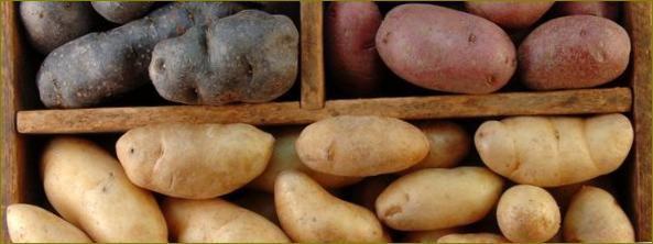 Класификация на сортовете картофи