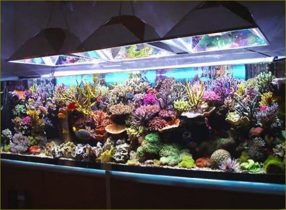 Голям, красив аквариум